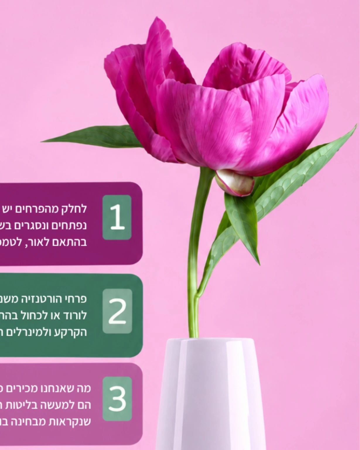 עיצוב גרפי עם פרח ורוד ותיבות מידע על רקע ורוד